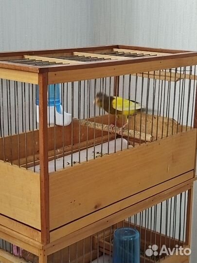 Кенар овсяночного напева