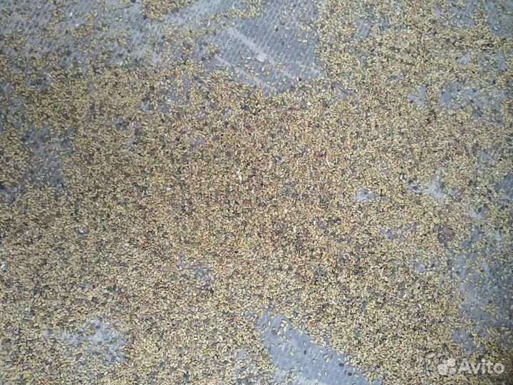 Семена люцерны