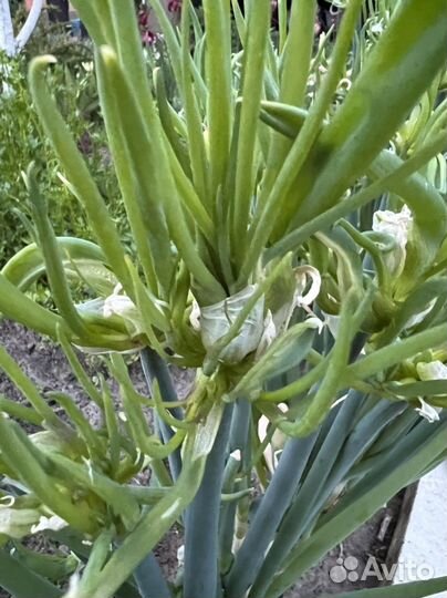 Многоярусный лук