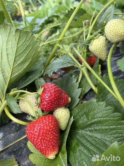 Рассада клубники