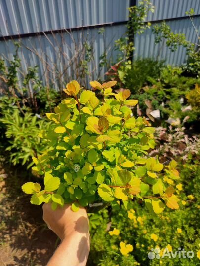 Спирея Тор Голд