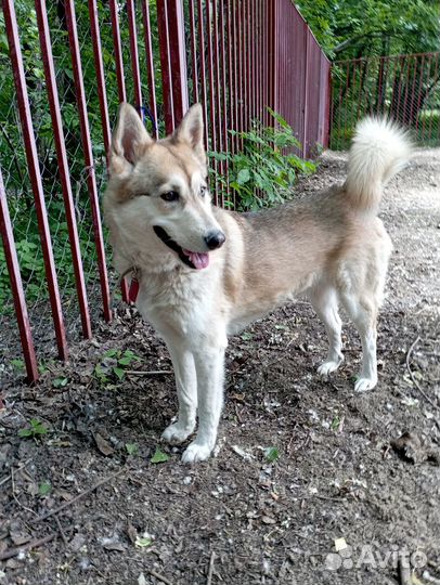 Хаски Жасмин ищет семью