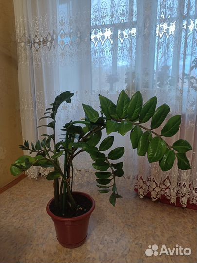 Цветок замиокулькас