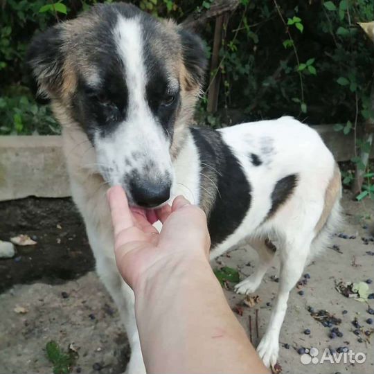 Девочка(метис австралийской овчарки) в добрые руки