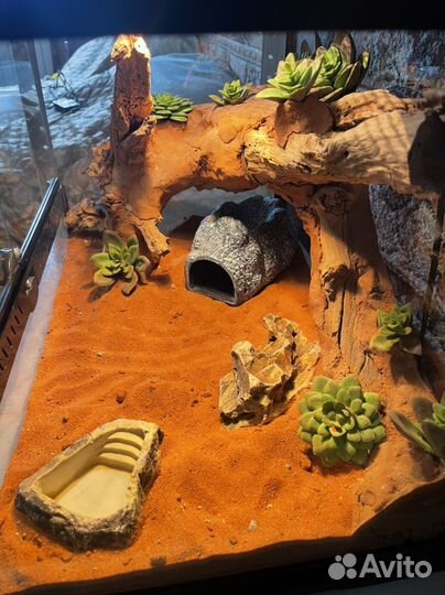 Эублефар с террариумом