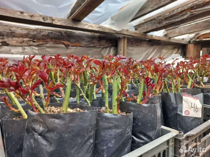 Саженцы роз