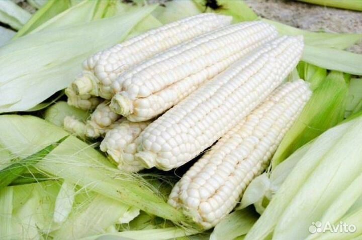 Кукуруза суперсахарная - 3 сорта по 15+ семян