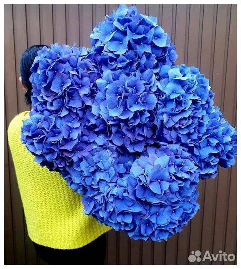 Доставка цветов. Гортензии