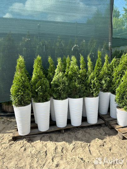 Туя Смарагд