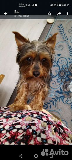 Йоркширский терьер вязка