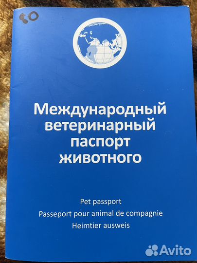 Кабель немецкой овчарки вязка