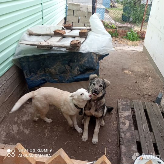 Собака в добрые руки отдам бесплатно