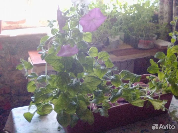 Саженцы петунии