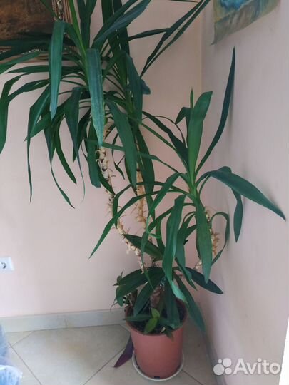 Пальма юкка