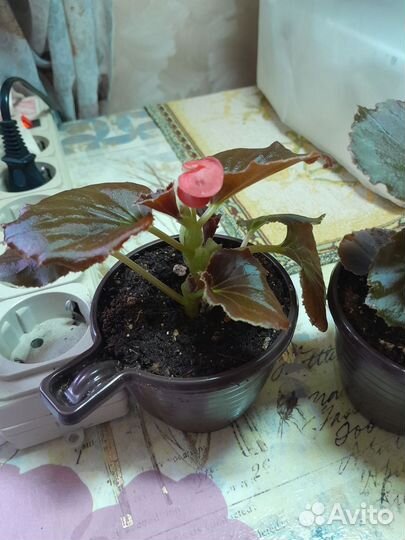 Бегония вечноцветущая