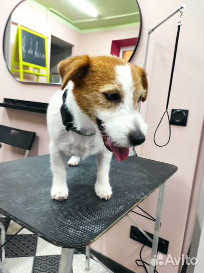 Груминг (выезд на дом)