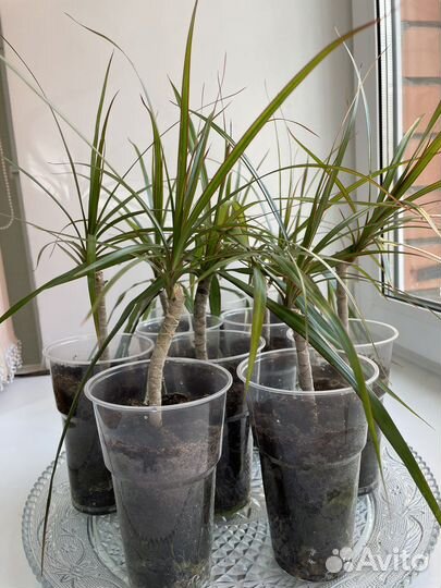 Пальма драцена Маргината