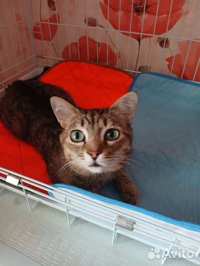 Коты в добрые руки