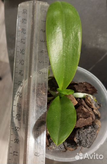 Орхидея фаленопсис детка