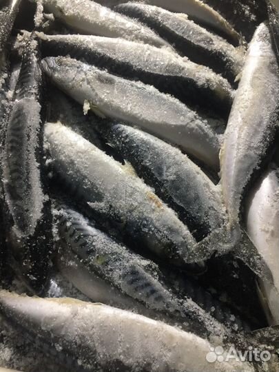 Скумбрия свежемороженая