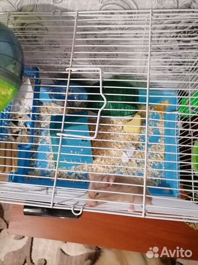 Хомяк с клеткой