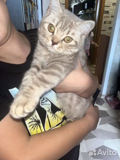 Красивая кошка