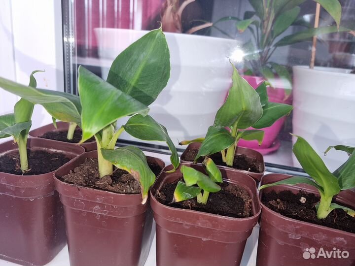 Карликовый банан