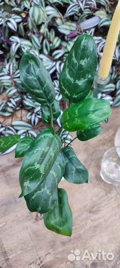 Комнатные растения