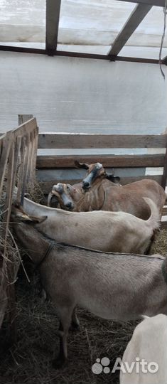 Козы нубийские дойные котные