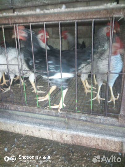 Петушки домашние молодые