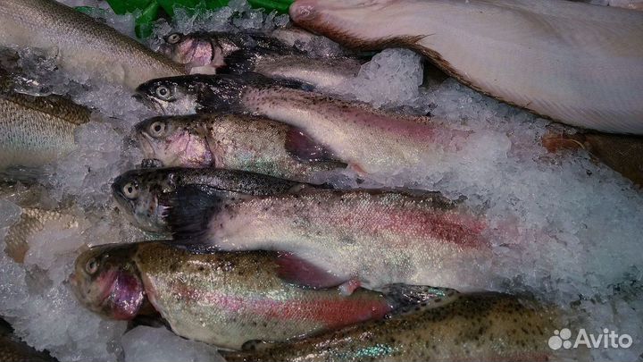 Продается готовый бизнес магазин свежей рыбы
