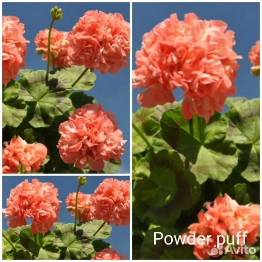 Пеларгония герань 6 сортов