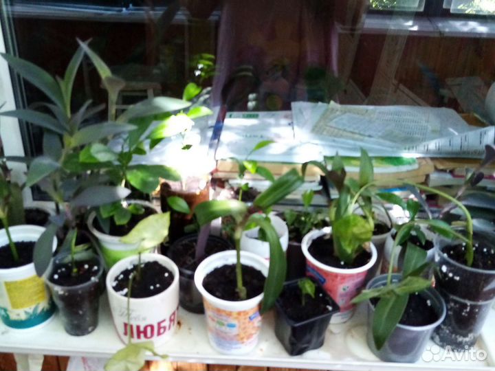 Комнатные цветы