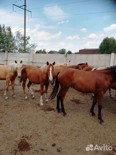 Продам быков и лошадей