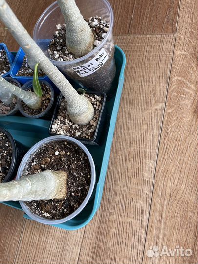 Адениум (роза пустыни, бонсай)