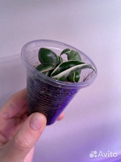 Хойя компакта регалис