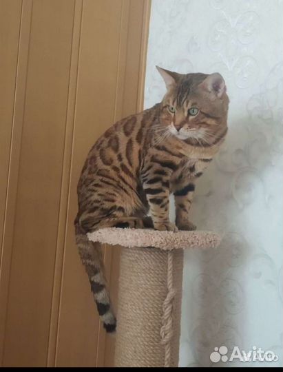 Бенгальский кот вязка
