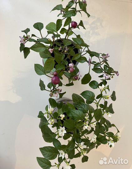 Адениум, острый перчик, мята