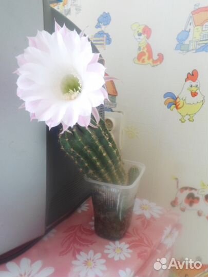Кактусы (цветущие)