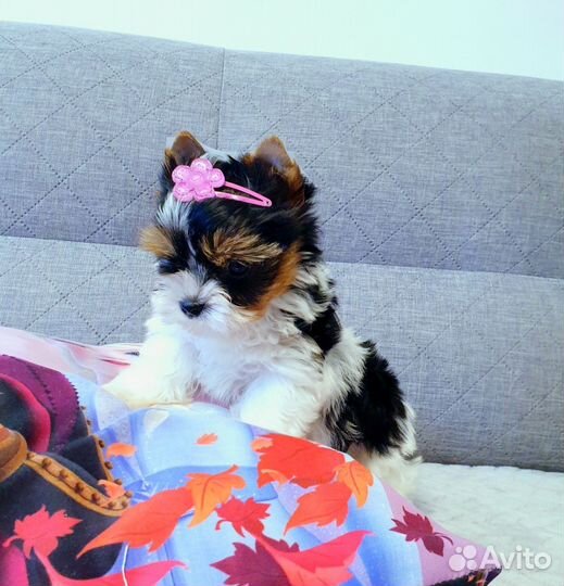 Большой выбор