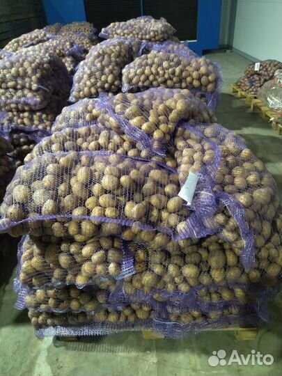 Продам картофель