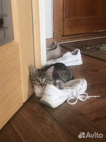 Котенок/кот бесплатно