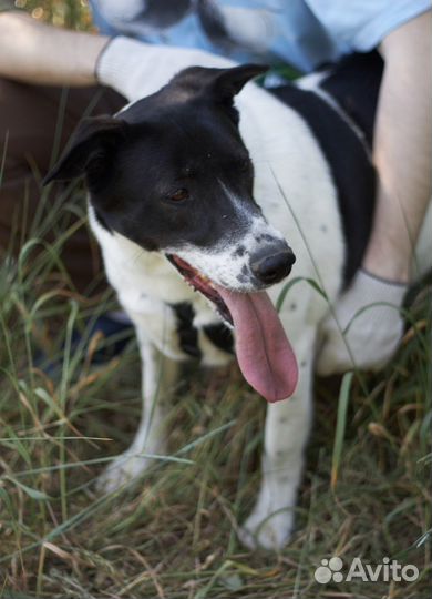 Что еще для счастья надо