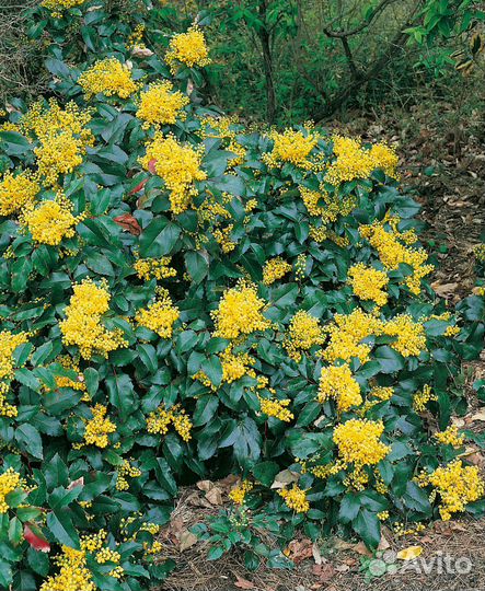 Магония, бузульник