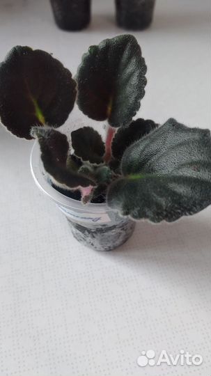 Сортовые фиалки