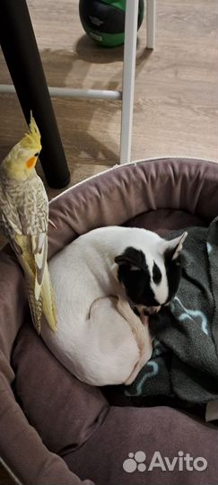 Попугай корелла птенец выкормыш ручной