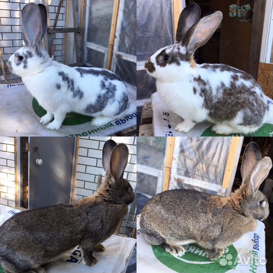 Кролихи разных пород
