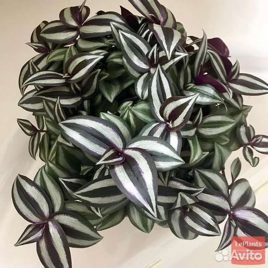 Традесканция зебрина