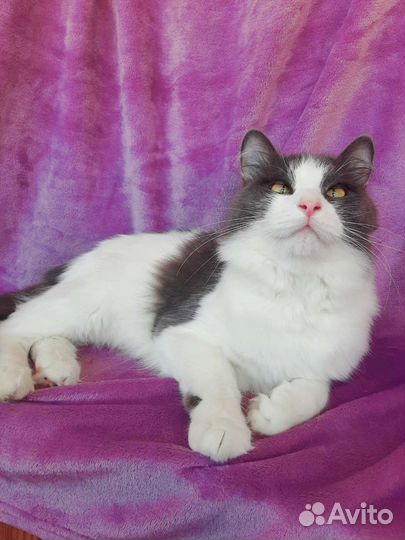 Молодой котик в добрые руки