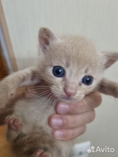 Котята в добрые руки бесплатно